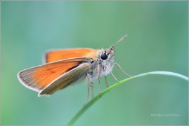 <p>SOUMRAČNÍK METLICOVÝ (Thymelicus sylvestris) ----- /Small skipper - Braunkolbiger Braun-Dickkopffalter/</p>
